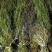 黑藻等各种沉水植物种植净化水质瑞荷水生