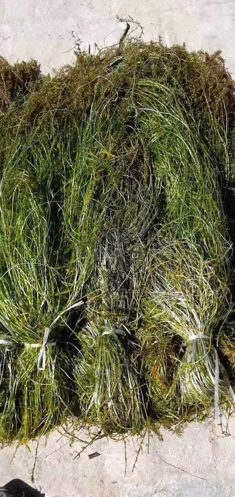 黑藻等各种沉水植物种植净化水质瑞荷水生