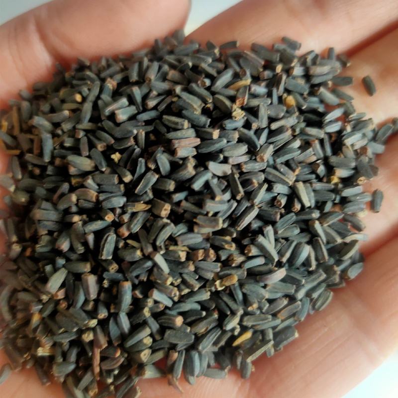 堆心菊种子耐寒耐热花种子宿根花卉种子菊花种子花期长