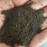 剪秋萝种子大花剪秋罗种子多年生耐寒耐草本花海专用草花种籽