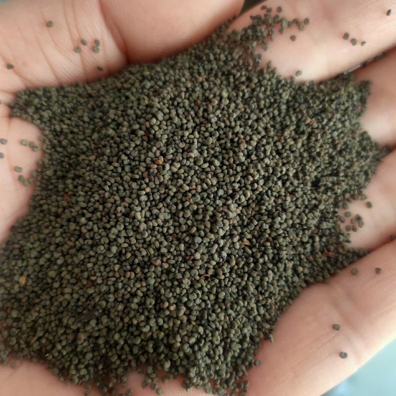剪秋萝种子大花剪秋罗种子多年生耐寒耐草本花海专用草花种籽