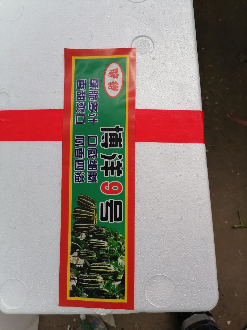 【精品】各种精品甜瓜大量上市，量大优惠，产地直发。一手货