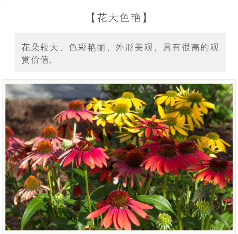 松果菊种子四季种开花易活紫色松果菊多年生花籽景观绿化