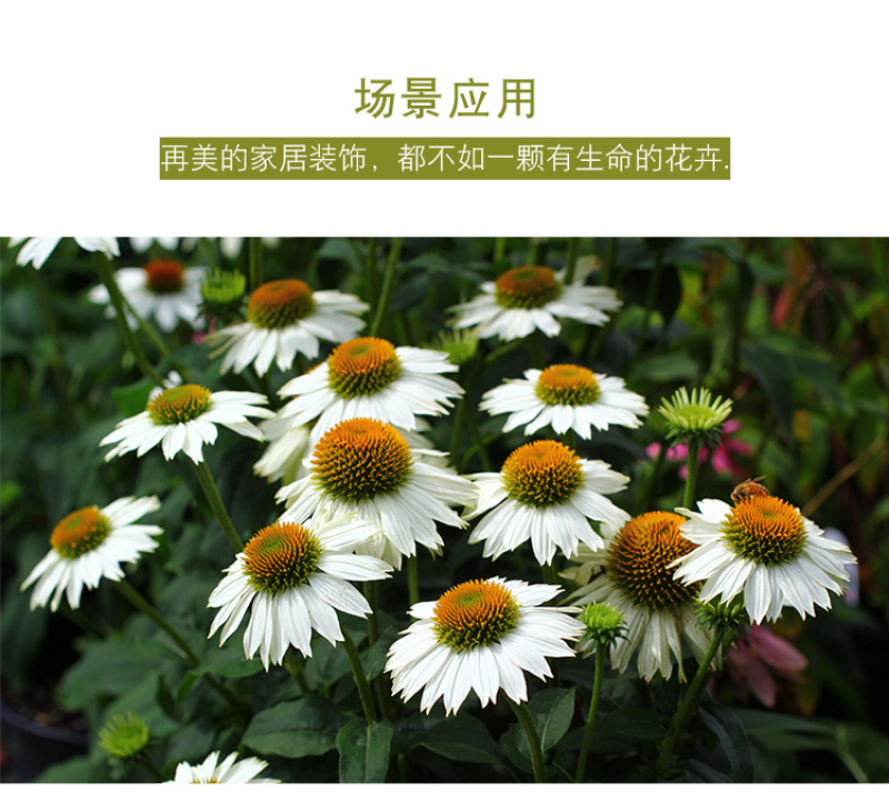 松果菊种子四季种开花易活紫色松果菊多年生花籽景观绿化