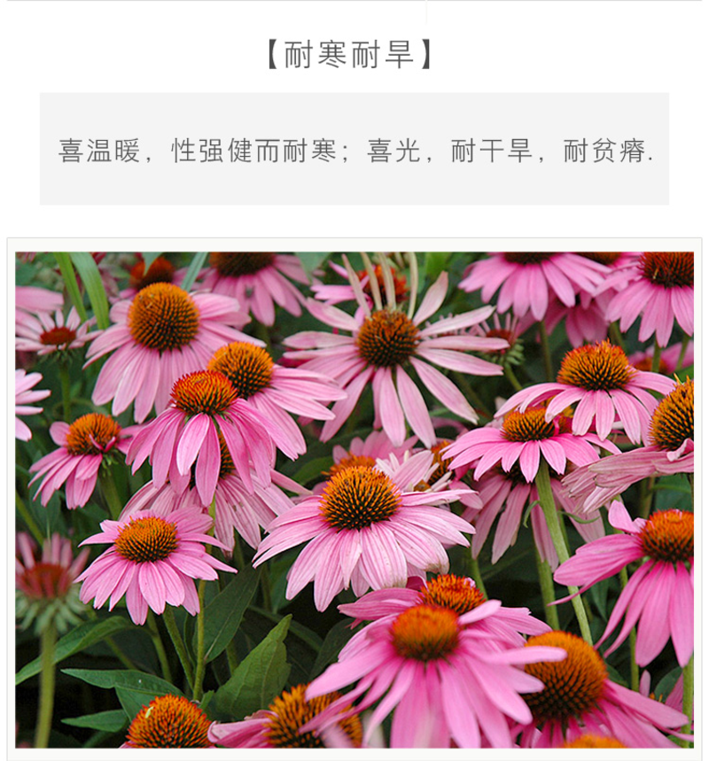 松果菊种子四季种开花易活紫色松果菊多年生花籽景观绿化