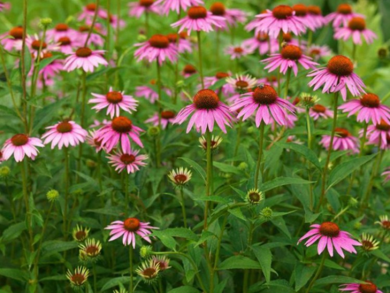 松果菊种子四季种开花易活紫色松果菊多年生花籽景观绿化