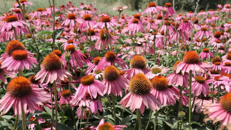 松果菊种子四季种开花易活紫色松果菊多年生花籽景观绿化