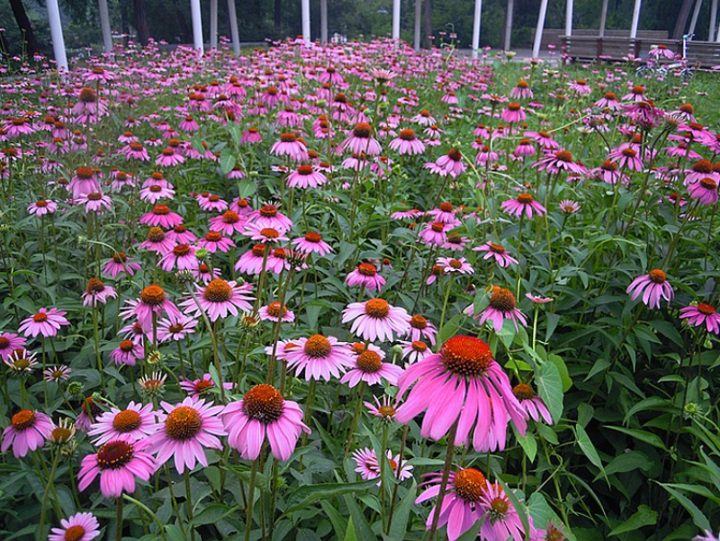 松果菊种子四季种开花易活紫色松果菊多年生花籽景观绿化