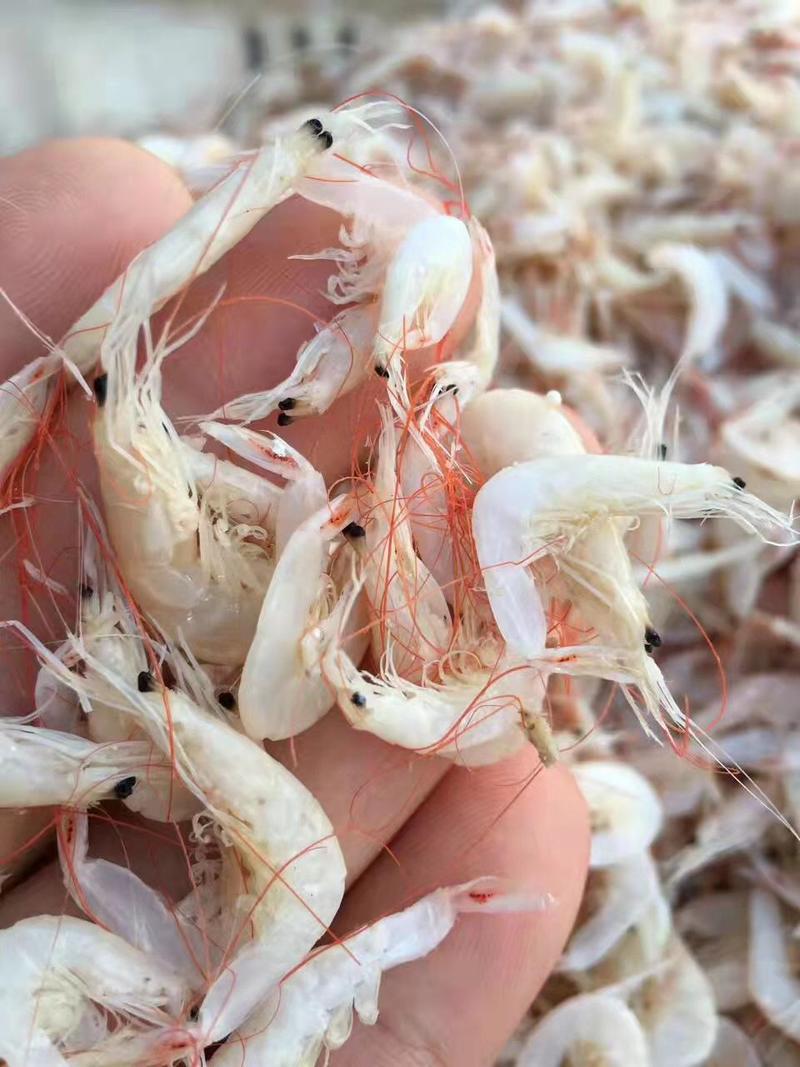 虾皮渤海低盐虾皮产地发货货量充足欢迎联系厂家直销