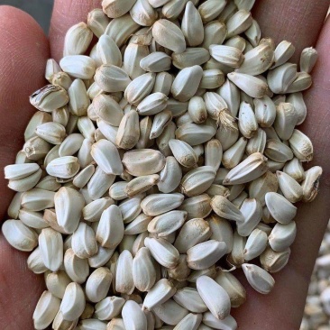 红花种子纯新货改良品种颗粒饱满芽率高