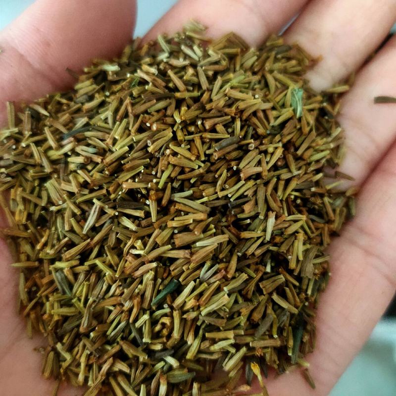 除虫菊种子红花白花除虫菊种子驱蚊效果好驱蚊草花卉种子