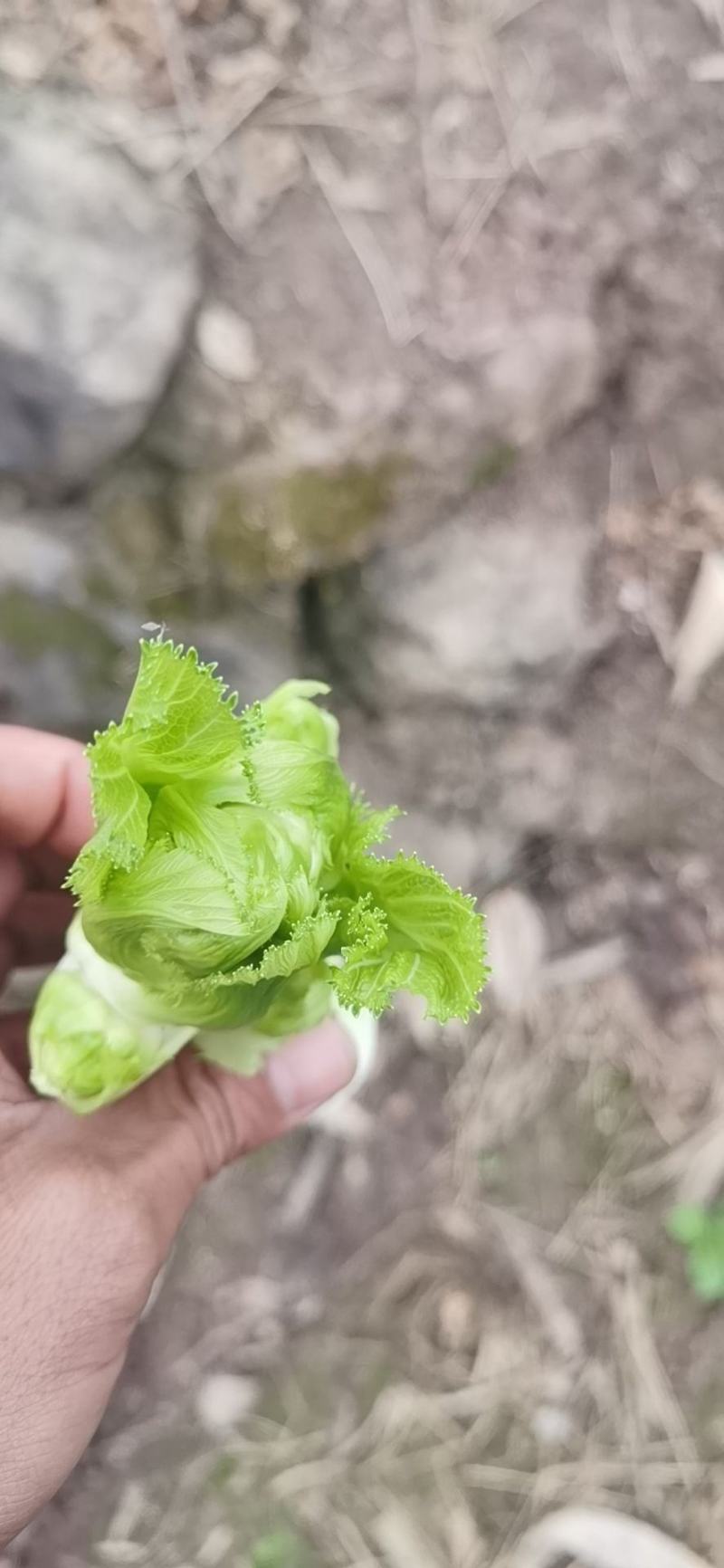 四川基地抱儿菜，净儿，个头大，不空心，质量保证