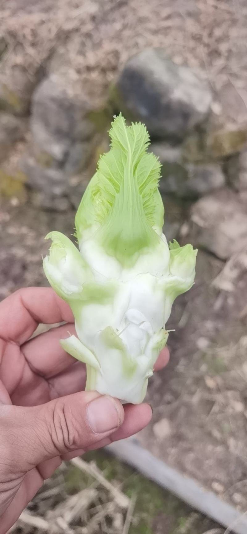 四川基地抱儿菜，净儿，个头大，不空心，质量保证