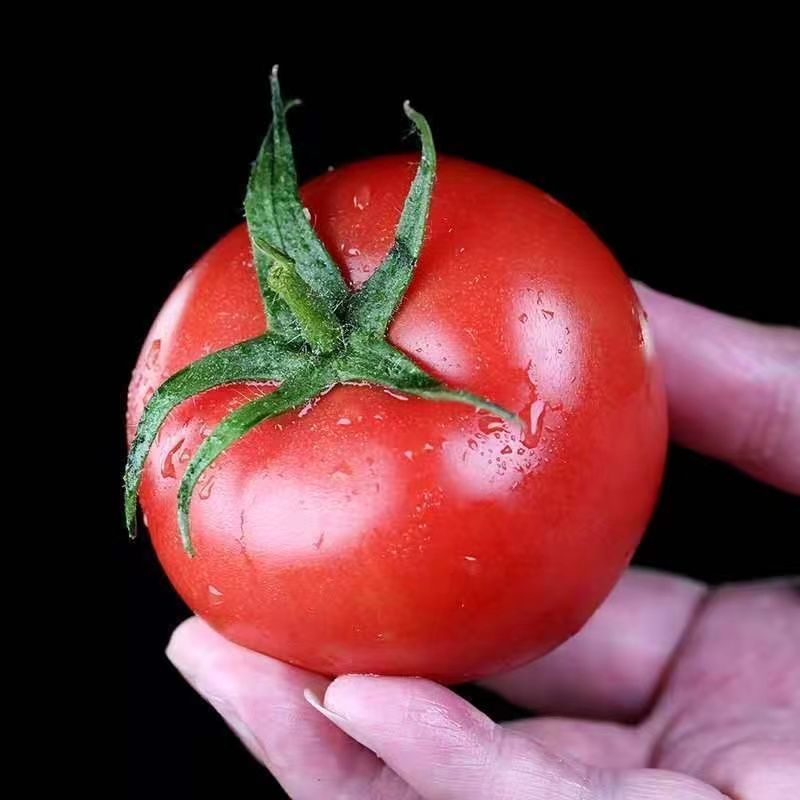 【精品】苍南西红柿一手货源场地直发果型圆量大从优