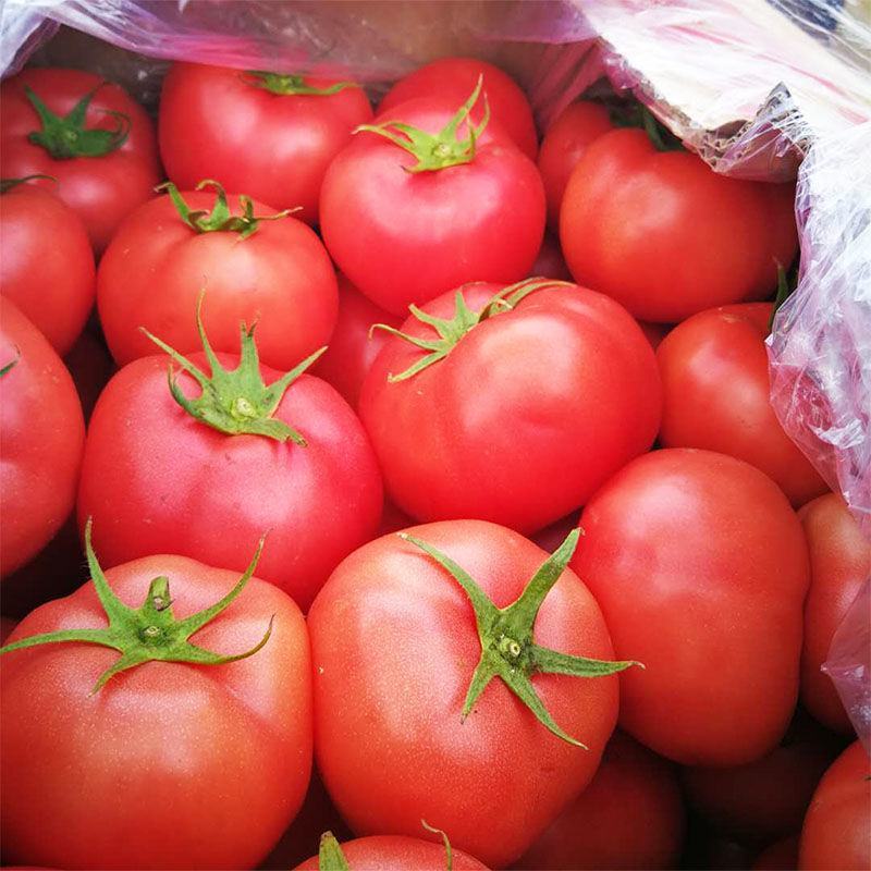 【精品】苍南西红柿一手货源场地直发果型圆量大从优