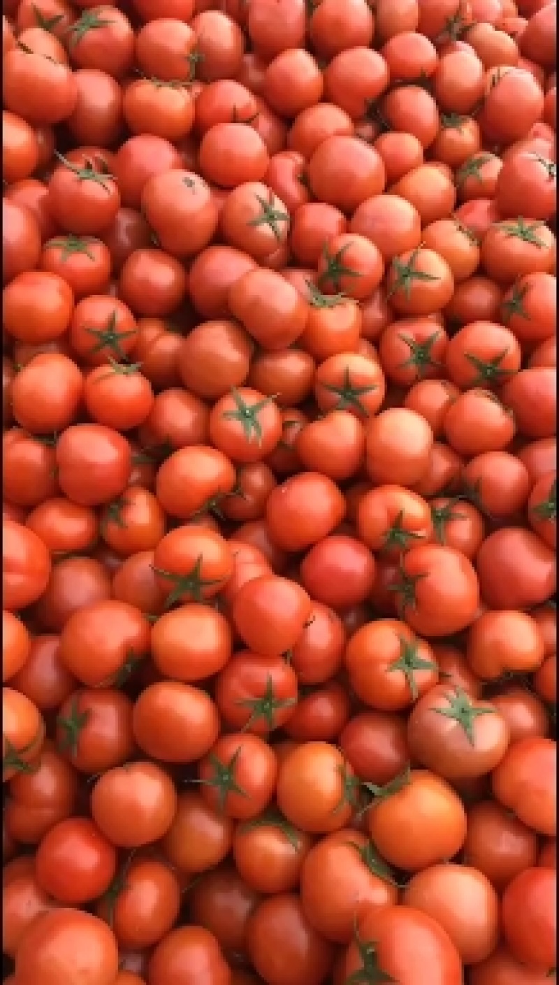 【精品】苍南西红柿一手货源场地直发果型圆量大从优