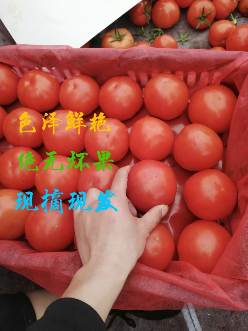 【精品】苍南西红柿一手货源场地直发果型圆量大从优