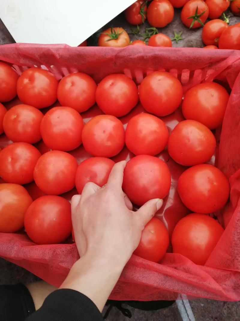 【精品】苍南西红柿一手货源场地直发果型圆量大从优