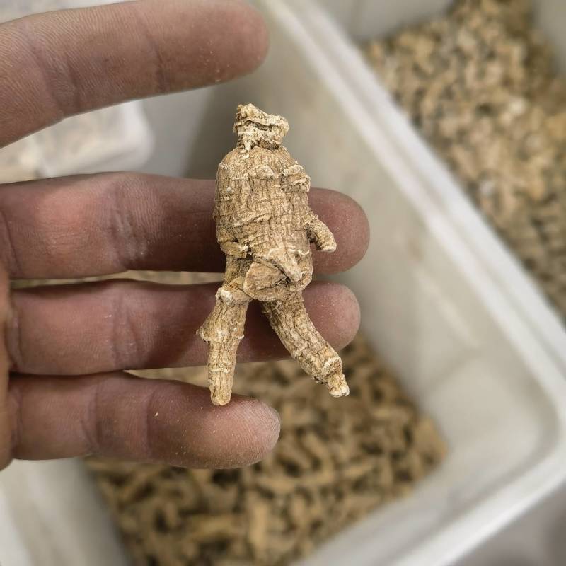 西洋参进口花旗参规格齐全欢迎来电关书药业