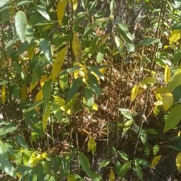 山苍籽树苗