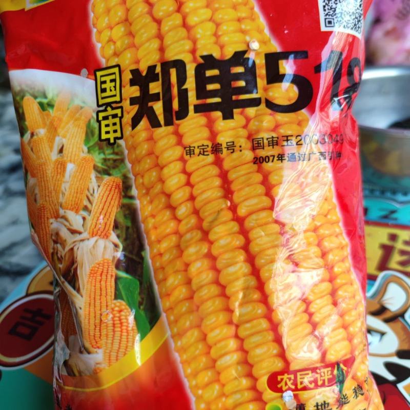 郑单518玉米种子，2斤装3000粒