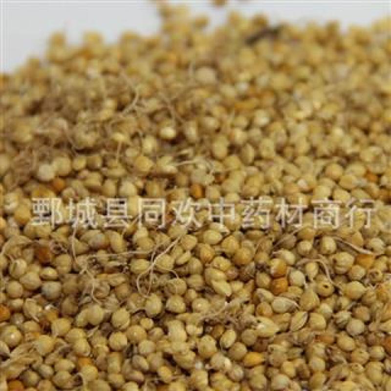 【炒谷芽】@【同欢药材】中药材批发供应规格齐全