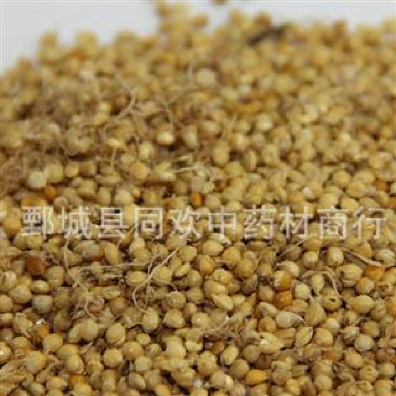 【炒谷芽】@【同欢药材】中药材批发供应规格齐全