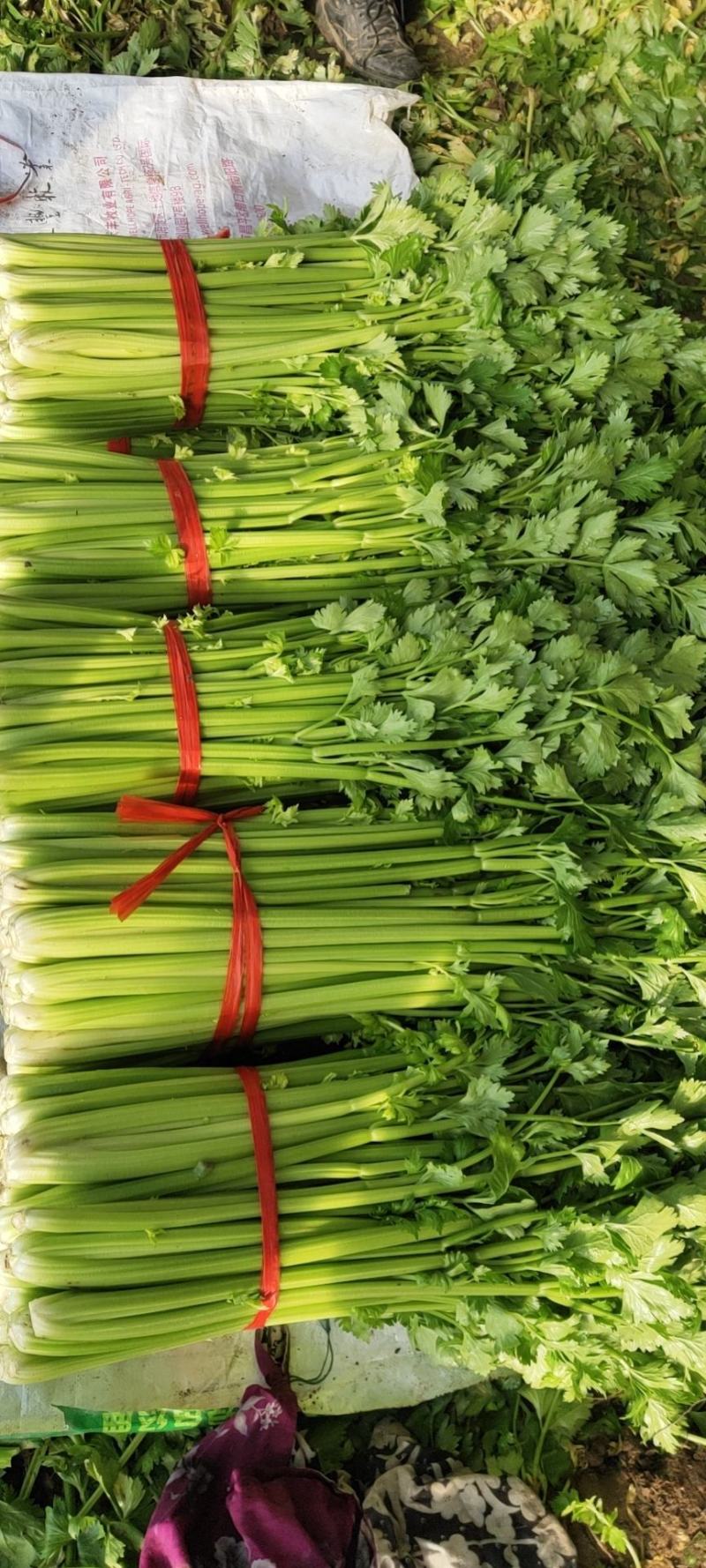 本地精品芹菜大量上市，可超市，市场，可做任何包装