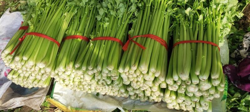 本地精品芹菜大量上市，可超市，市场，可做任何包装