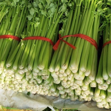 本地精品芹菜大量上市，可超市，市场，可做任何包装