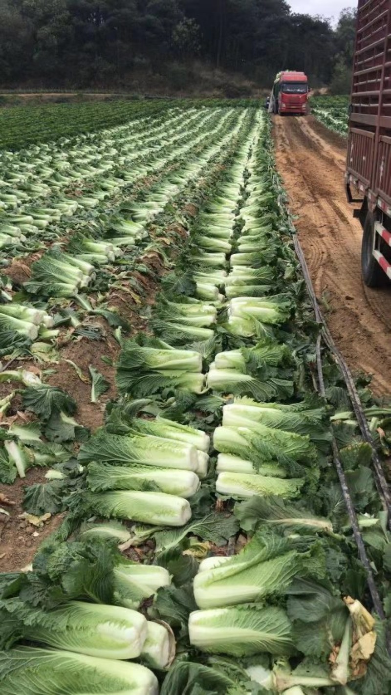 河北定州蔬菜基地大量供应秋绿60白菜