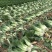 河北定州蔬菜基地大量供应秋绿60白菜