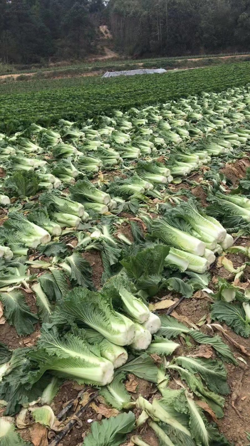 河北定州蔬菜基地大量供应秋绿60白菜