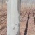 3000株法国梧桐树销售