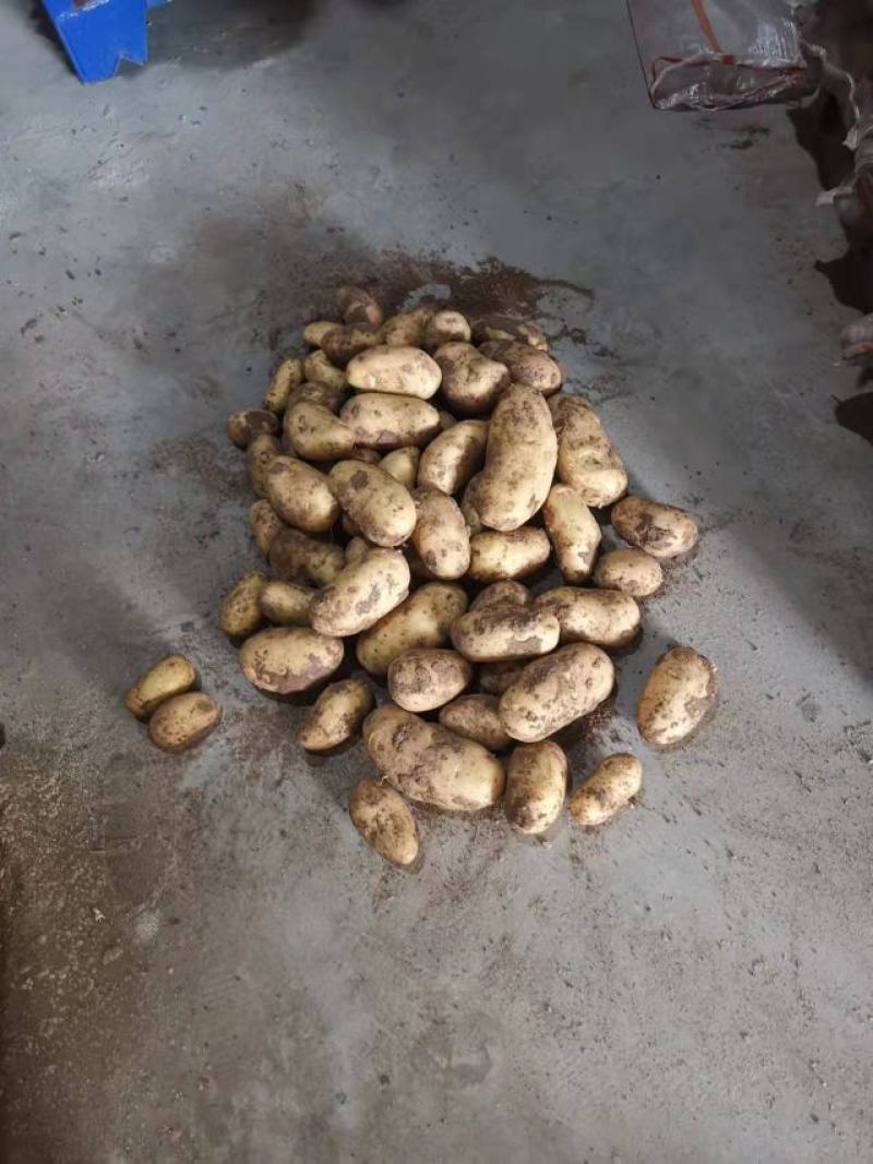 三两以上二到四精品土豆，品质好