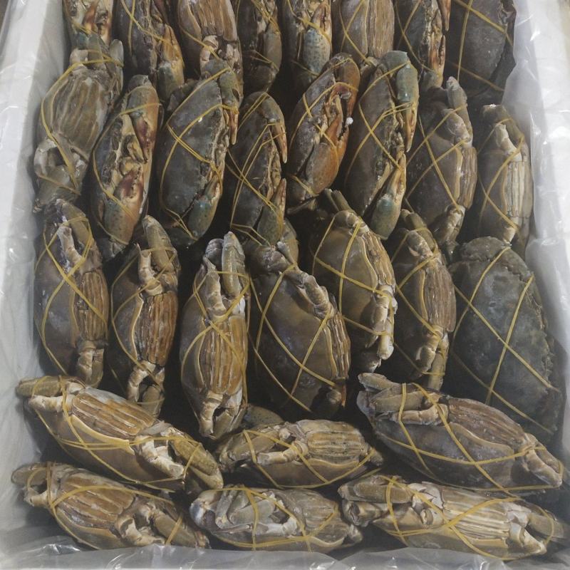 速冻青蟹，肉质饱满，物美价廉，欢迎采购