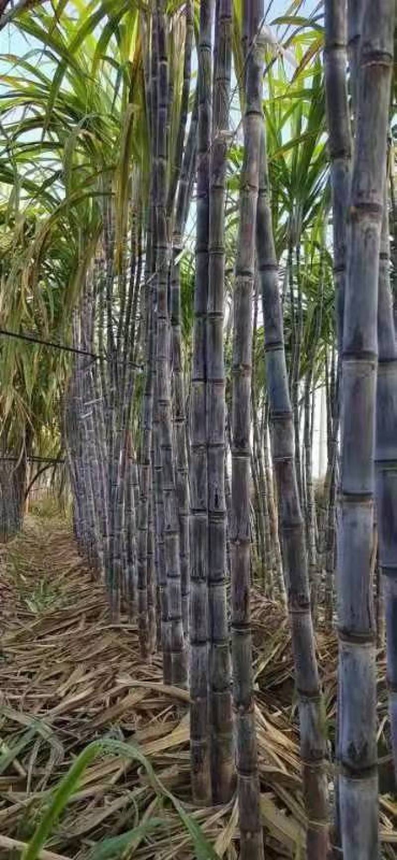 黑皮甘蔗量大从优需要的联系我品质保证甜甜甜