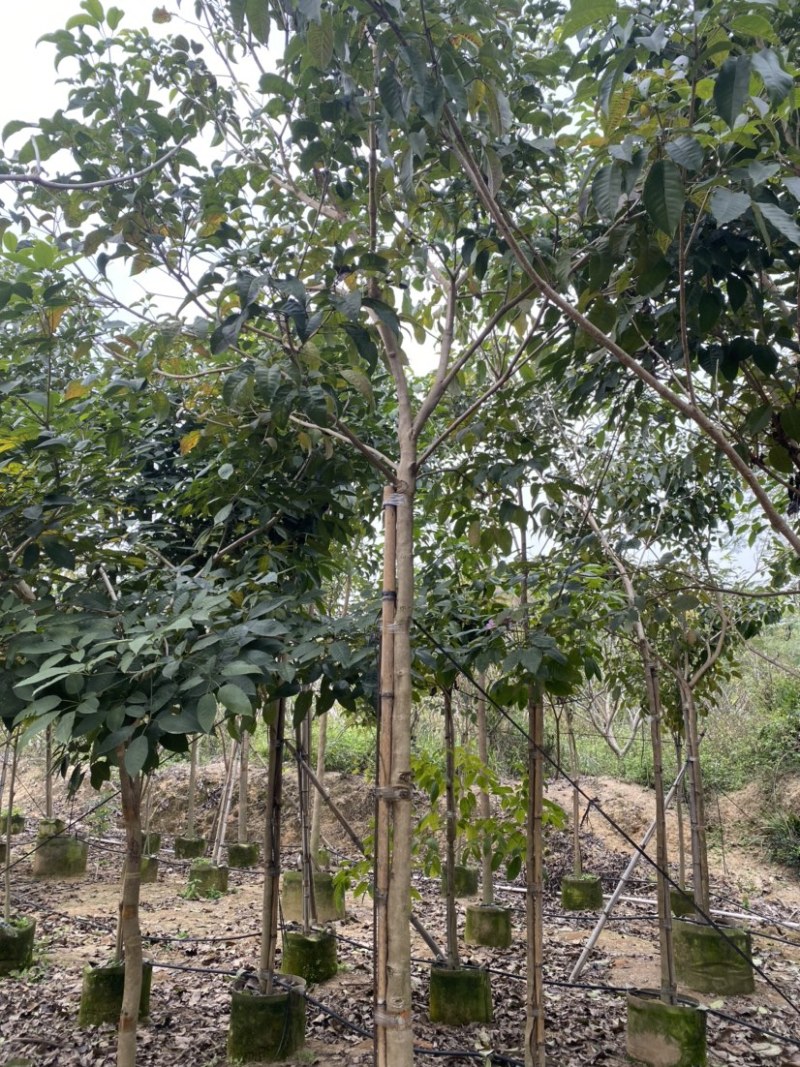 紫花风铃木各种规格齐全，支持视频看货。欢迎联系