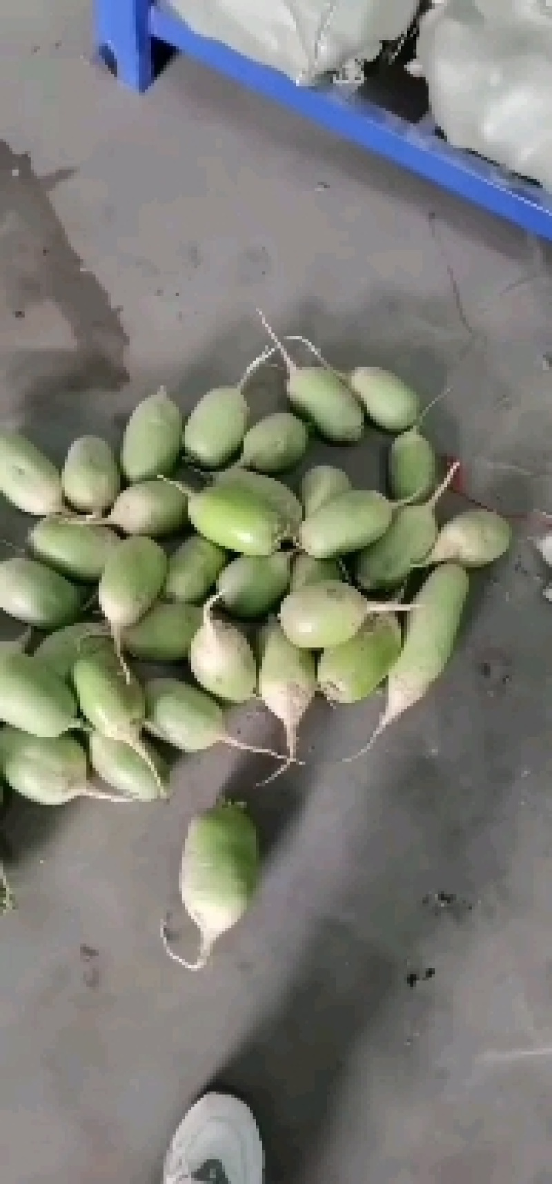 青萝卜，市场品种多样化可随时拼车量大，我们为经济作物集聚