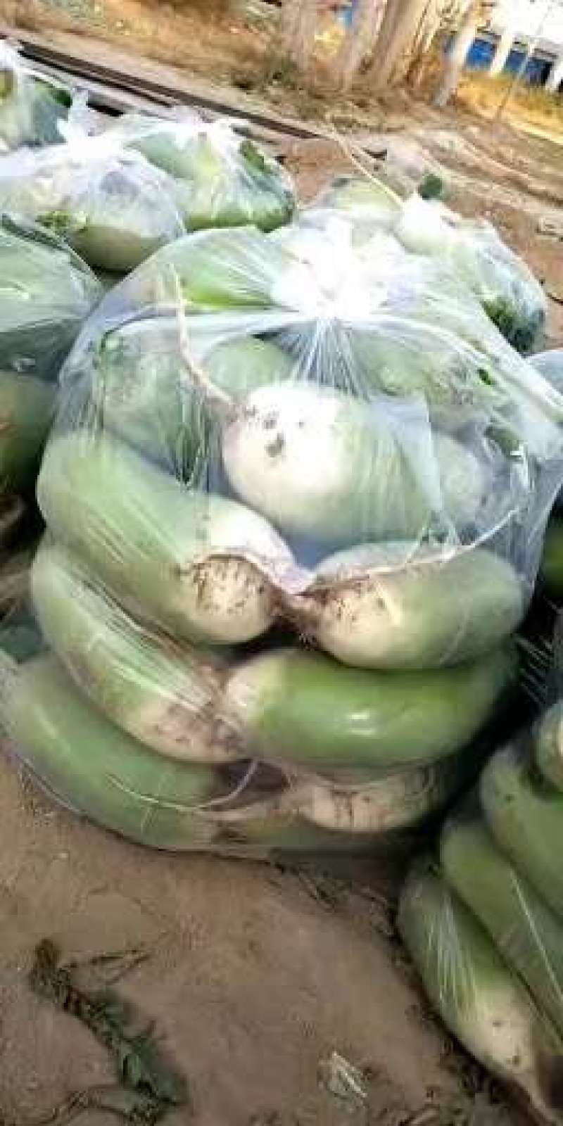 青萝卜，市场品种多样化可随时拼车量大，我们为经济作物集聚