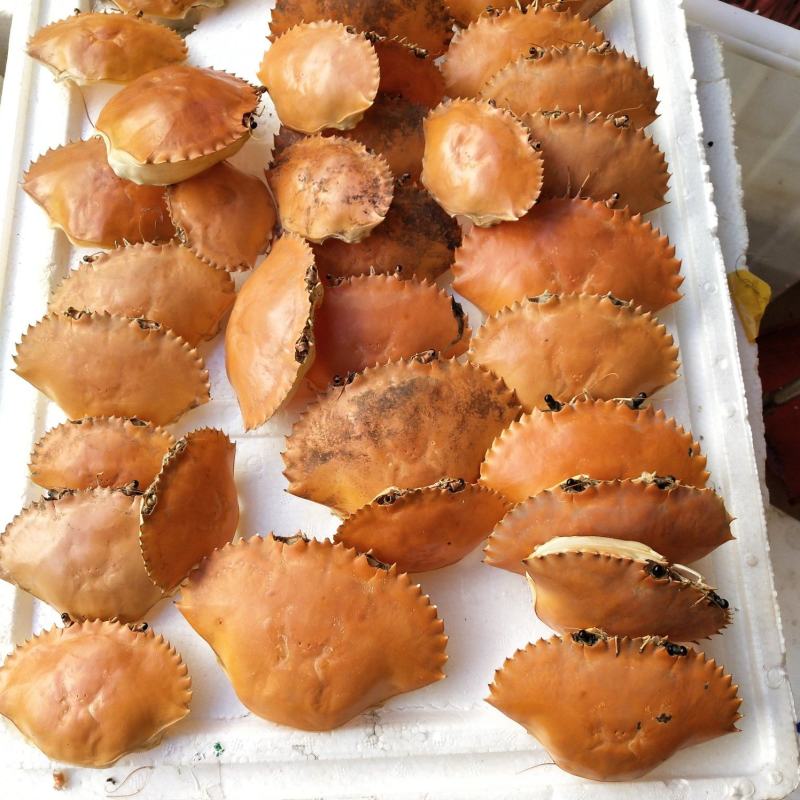 专业批发，越南青蟹壳，缅甸蟹壳，沙蟹壳