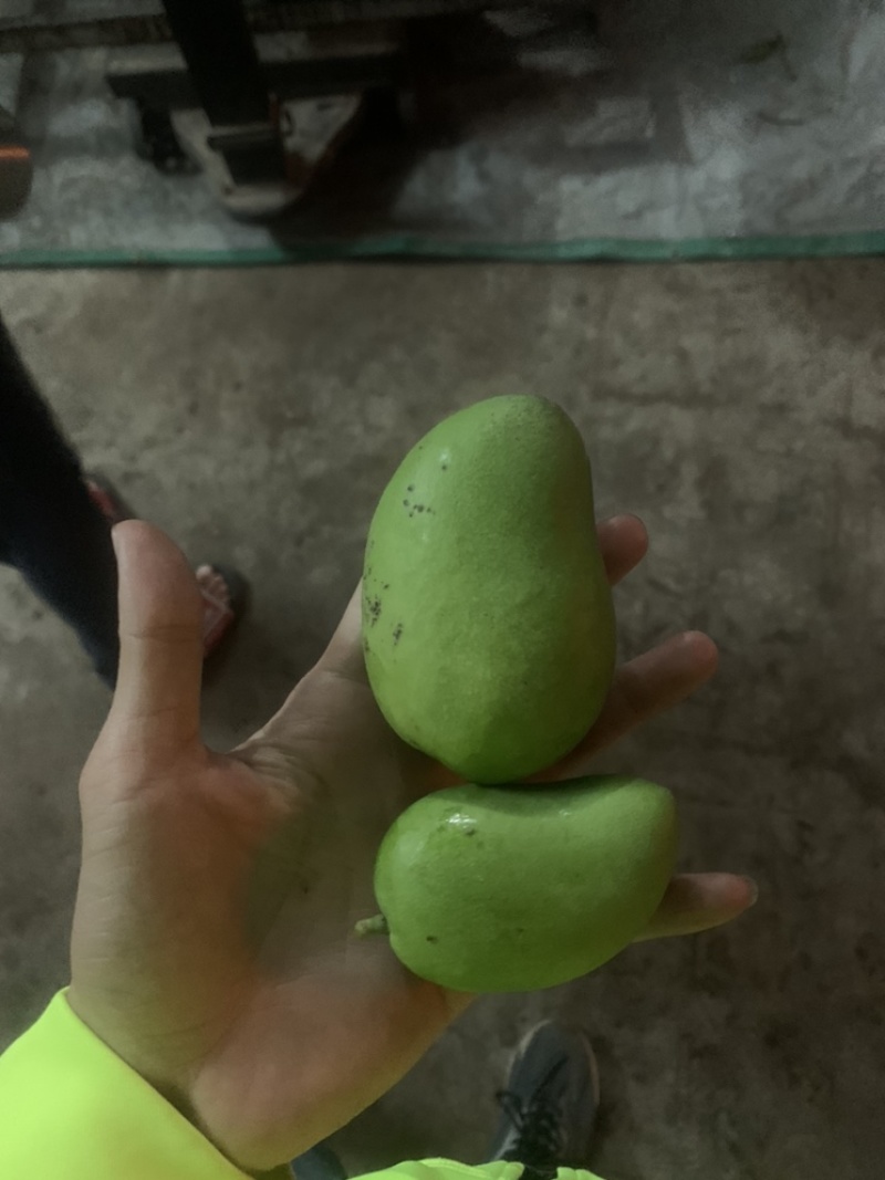 芒果小台农二级果