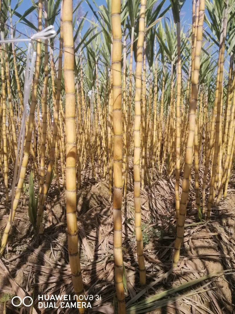 云南黄皮甘蔗基地一手货源全国发货保质保量可视频