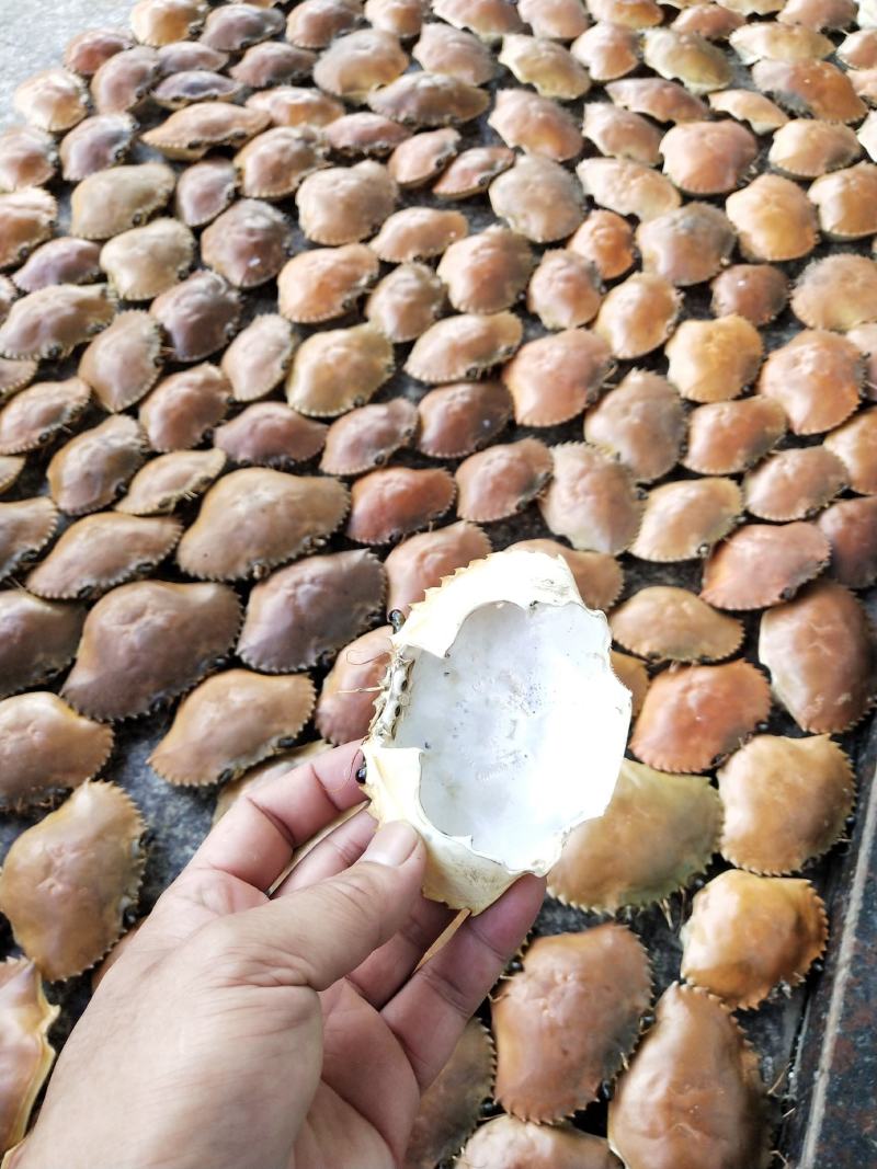 专业批发，越南青蟹壳，缅甸蟹壳，沙蟹壳