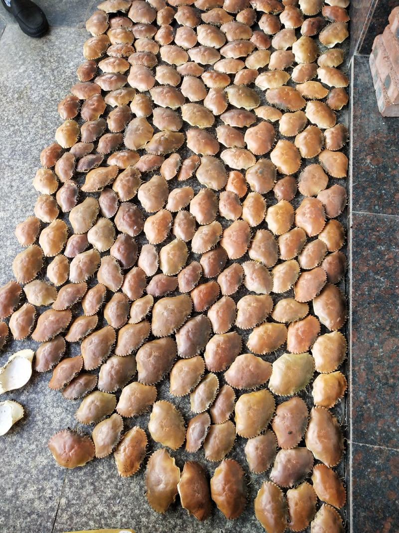 专业批发，越南青蟹壳，缅甸蟹壳，沙蟹壳