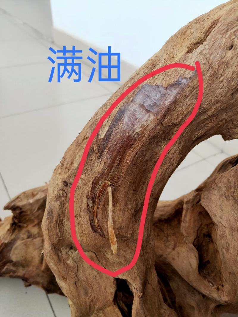 沉香一一千年土沉香(植物化石)
