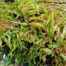 马来眼子菜竹叶眼子菜篦齿眼子菜微齿眼子菜等沉水植物