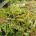 马来眼子菜竹叶眼子菜篦齿眼子菜微齿眼子菜等沉水植物