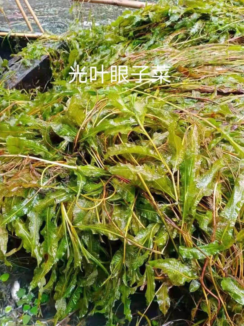 马来眼子菜竹叶眼子菜篦齿眼子菜微齿眼子菜等沉水植物