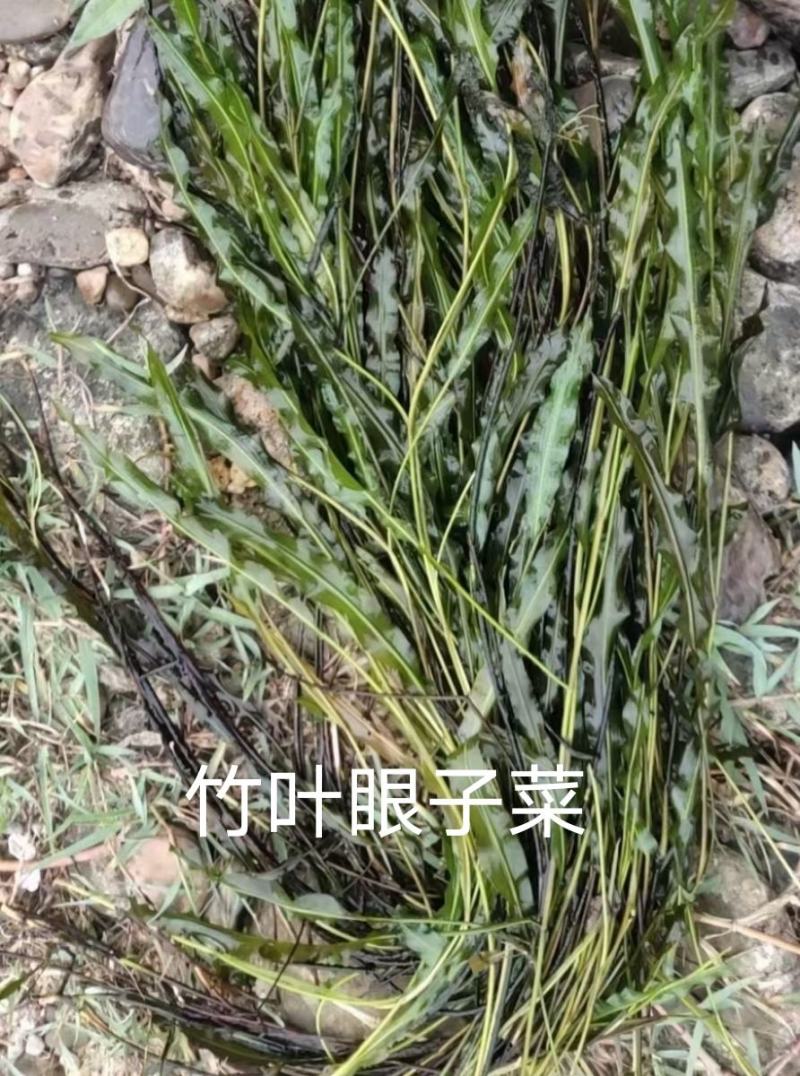 马来眼子菜竹叶眼子菜篦齿眼子菜微齿眼子菜等沉水植物